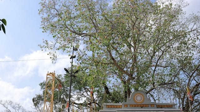 Sri Maha Bodhi — Anuradhapura, Sri Lanka