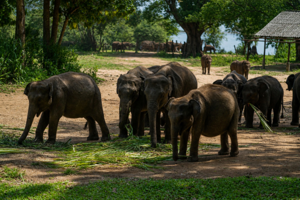 Elephant Transit Home, Sri Lanka