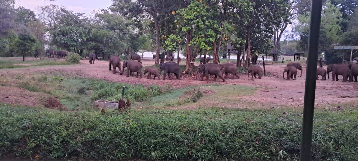 Elephant Transit Home, Sri Lanka