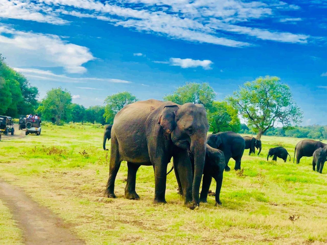 Wild Elephants on Safari — Minneriya Safari, Sri Lanka