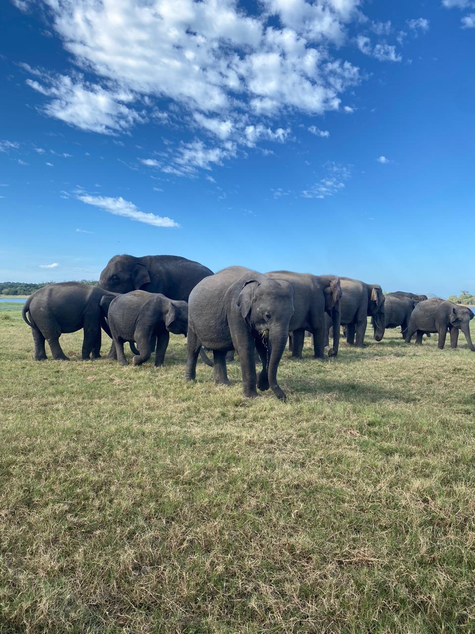 The Gathering at Minneriya — Minneriya Safari, Sri Lanka