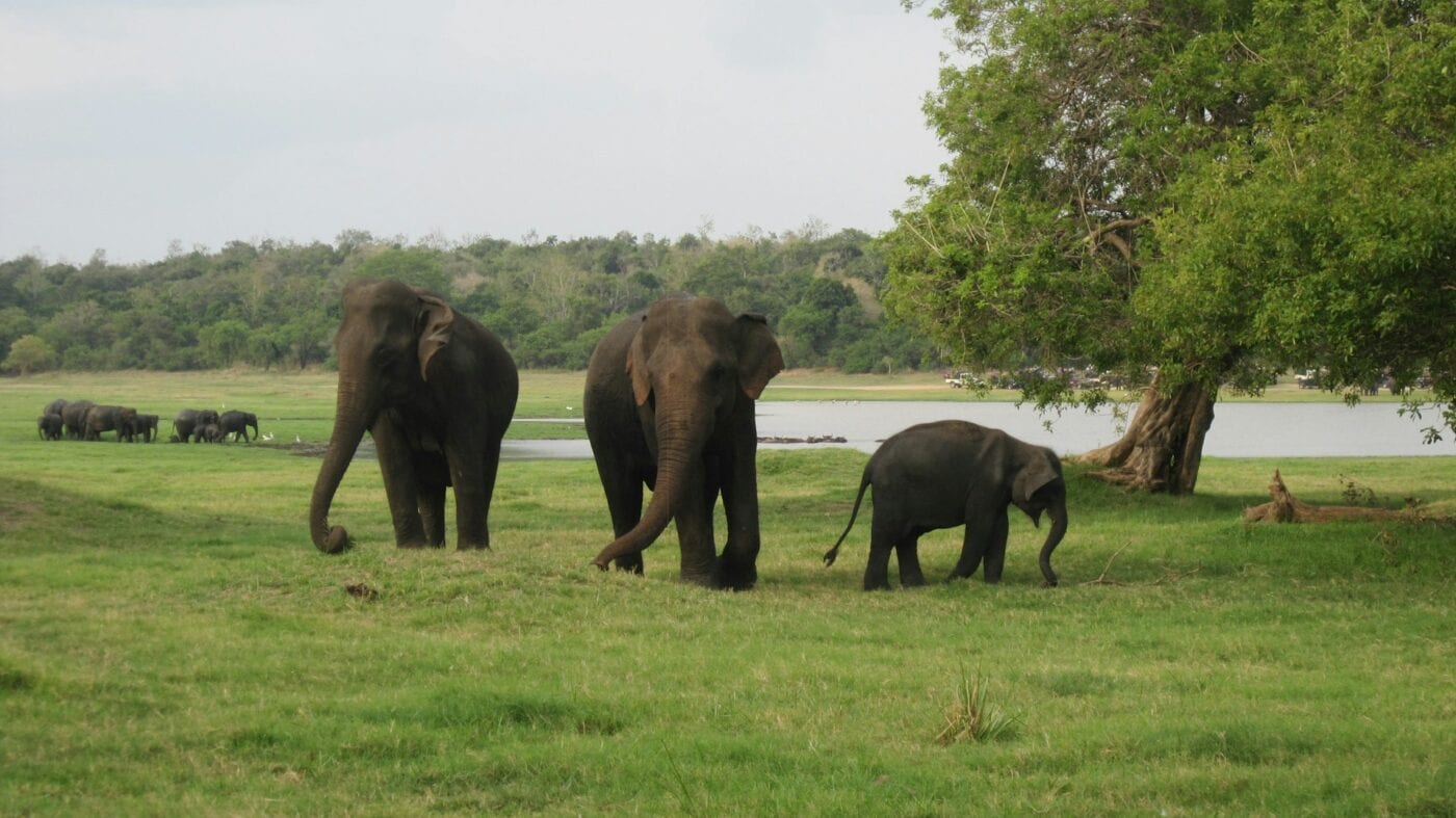 Minneriya Safari, Sri Lanka