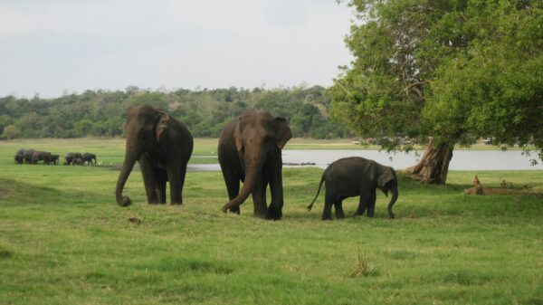 Minneriya Safari, Sri Lanka