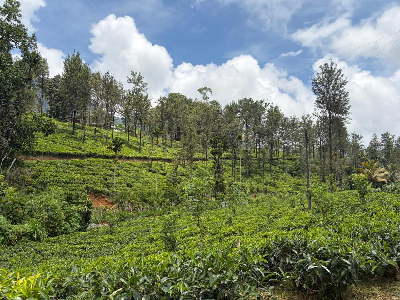Scenic Tea Estate — Nuwara Eliya, Sri Lanka
