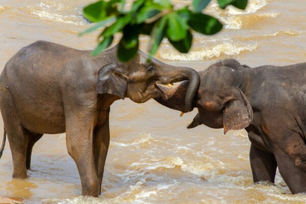 Pinnawala Elephant Orphanage, Sri Lanka