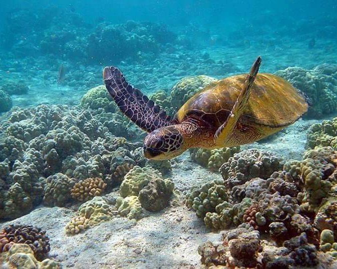 Sea turtle gliding over a coral reef off Sri Lanka's coast