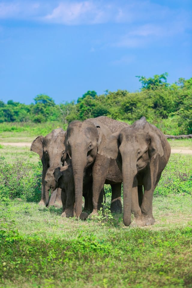 Elephant Family, Udawalawe — Udawalawe National Park, Sri Lanka
