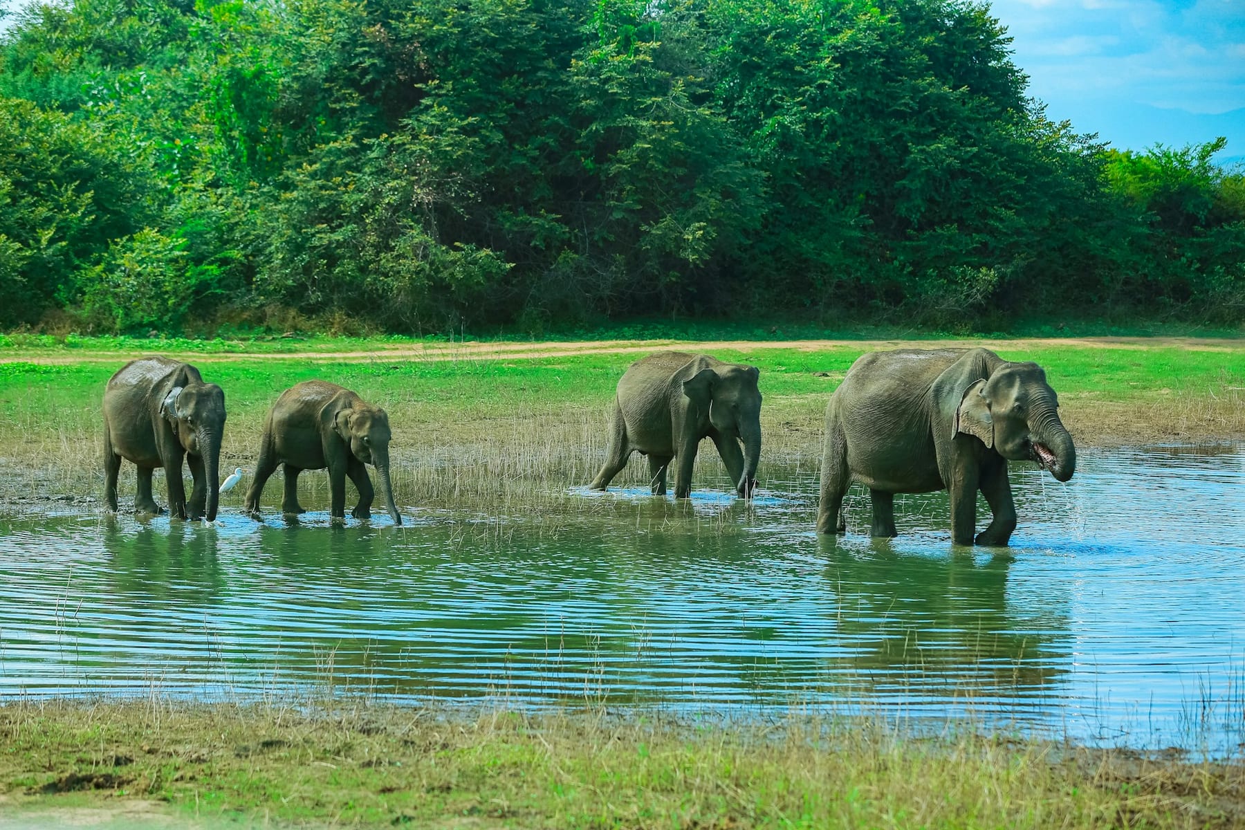 Elephants at the Reservoir — Udawalawe National Park, Sri Lanka