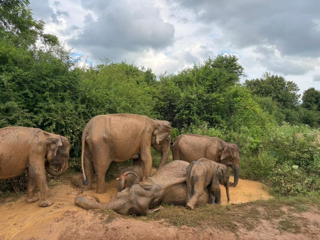Yala National Park, Sri Lanka