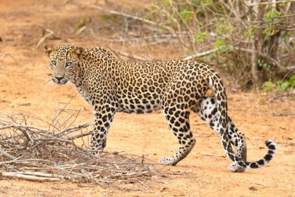 Sri Lanka leopard in Yala National Park on a jeep safari