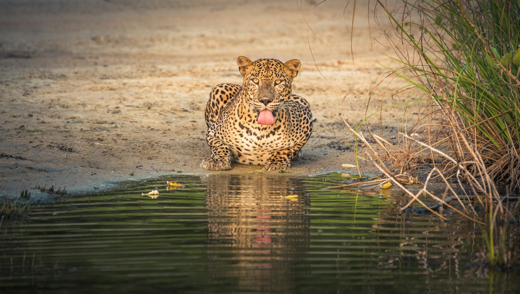 Sri Lanka leopard in Yala National Park on a jeep safari